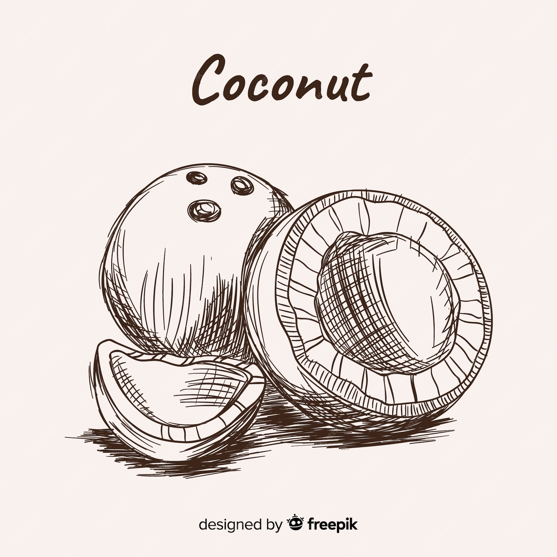 Free Vector | Hand drawn coconut illustration