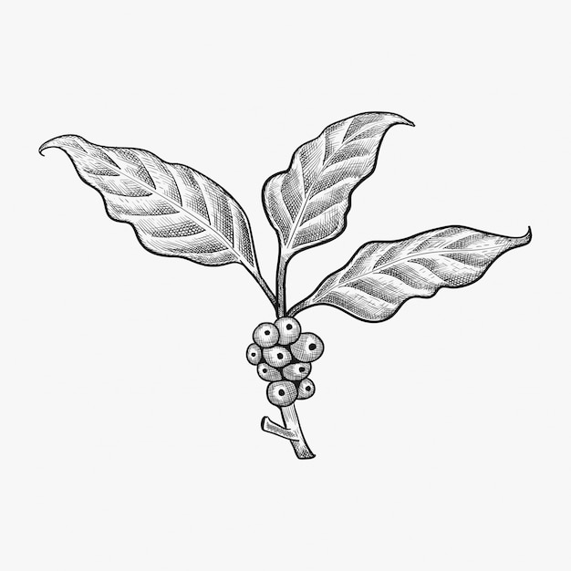 Premium Vector Hand Drawn Coffee Leaf Vector Coffee Bean Vector