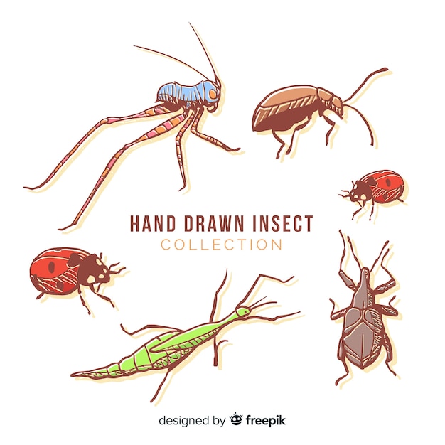 Hand drawn colorful bug collection Vector | Free Download