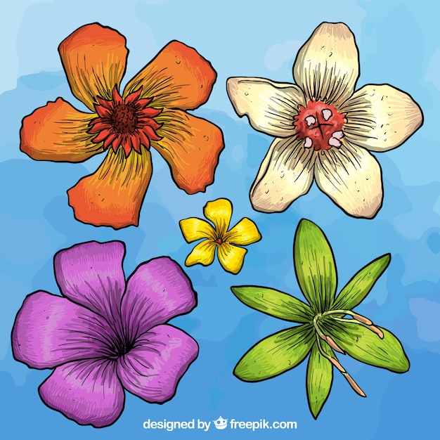 Hand drawn colorful flowers | Stock Images Page | Everypixel