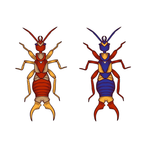 Download Hand drawn common earwig premium | Premium Vector