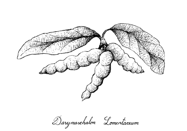 Hand drawn of dasymaschalon lomentaceum fruits on tree bunch Premium Vector