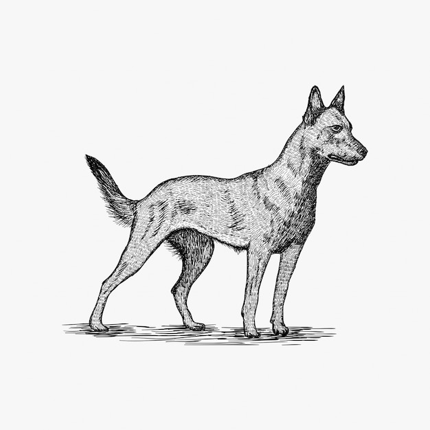 プレミアムベクター 手描き犬のロゴデザインイラスト