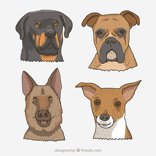 Hand-drawn dogs of different breeds