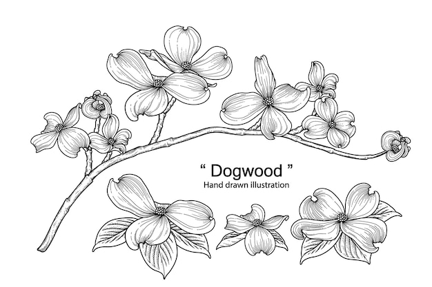 手描きのハナミズキの花の白い背景で隔離の設定 プレミアムベクター
