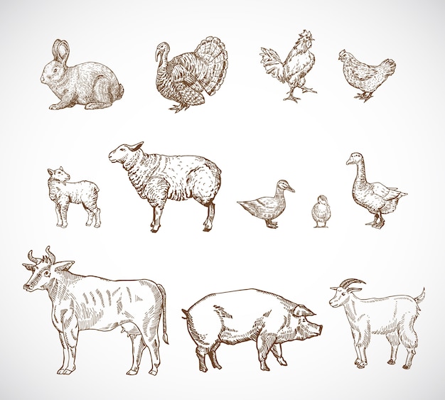 Premium Vector | Hand drawn domestic animals set.