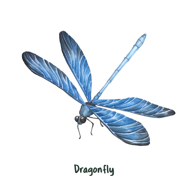 Download Dragonfly Images | Free Vectors, Stock Photos & PSD