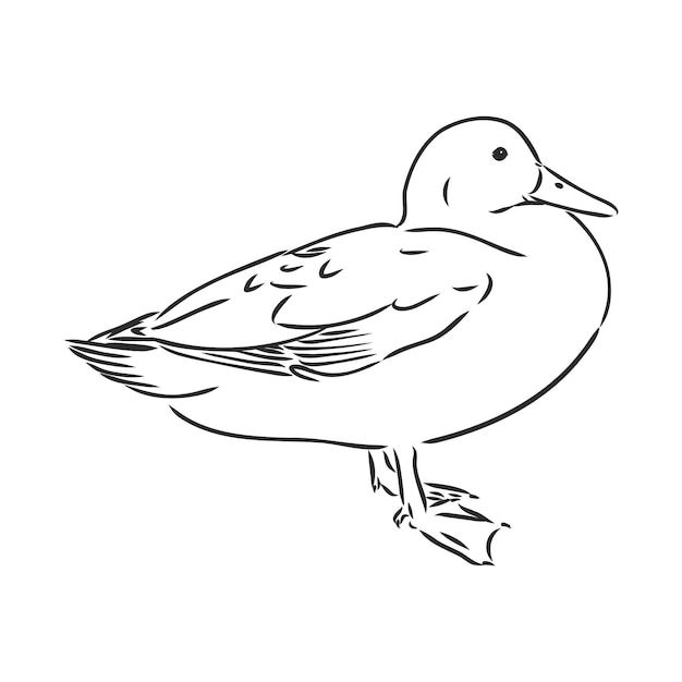 Premium Vector | Hand drawn duck animal vector illustration sketch ...