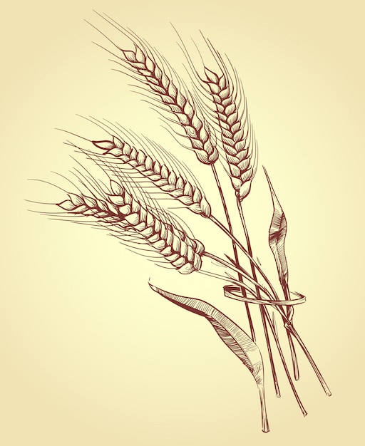 小麦の手描きの耳 穀物 ベーカリースケッチベクトルイラスト プレミアムベクター