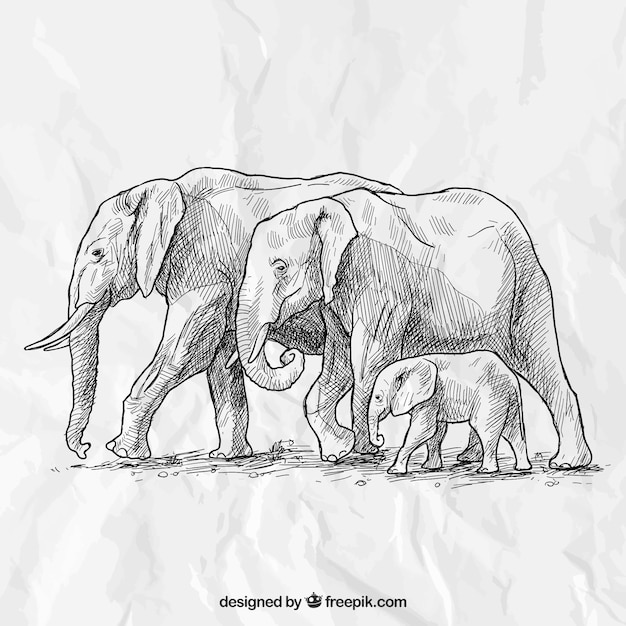 Hand drawn elephant family Vector Free Download