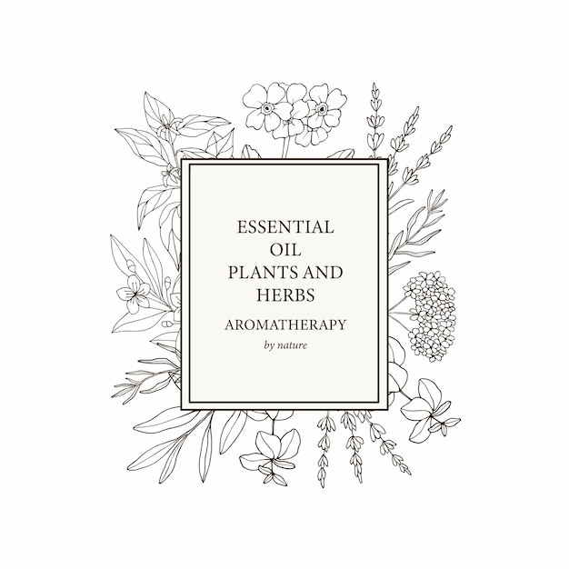 Premium Vector Hand Drawn Essential Oil Plants Frame