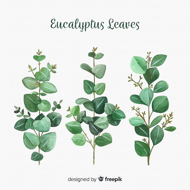 Download Free SVG Free Vector Hand drawn eucalyptus leaves background from ...