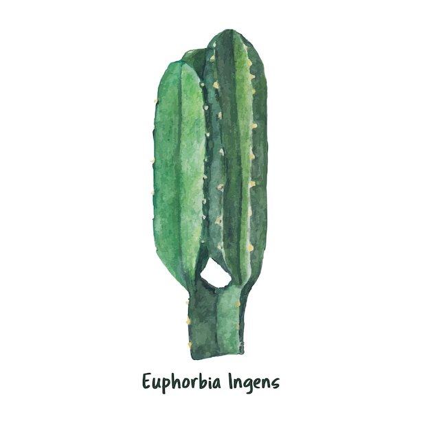 Hand drawn euphorbia ingens candelabra tree Free Vector