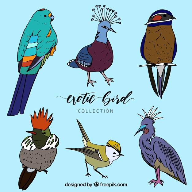 Hand drawn exotic bird collection