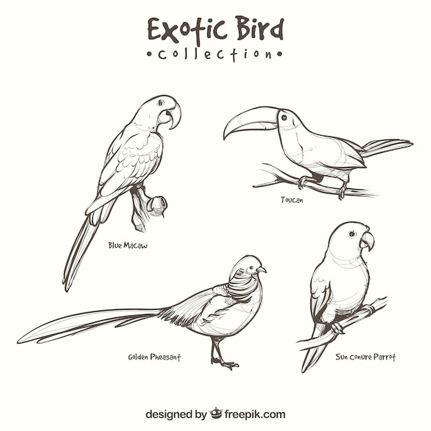 Hand drawn exotic bird collection