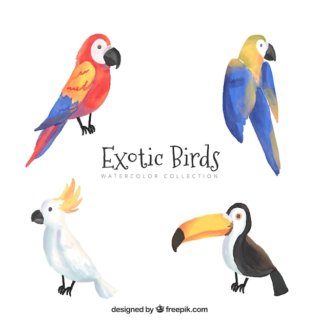 Hand drawn exotic birds collection