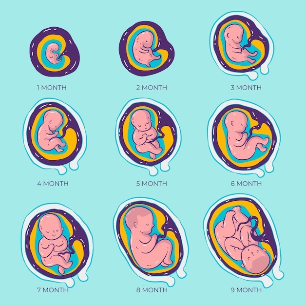 Premium Vector | Hand drawn fetal development collection