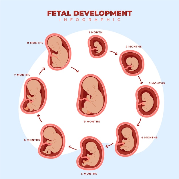 Fetal Development Images | Free Vectors, Stock Photos & PSD | Page 2