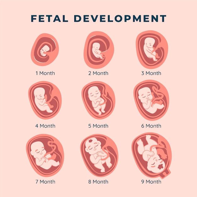 Premium Vector | Hand drawn fetal development pack