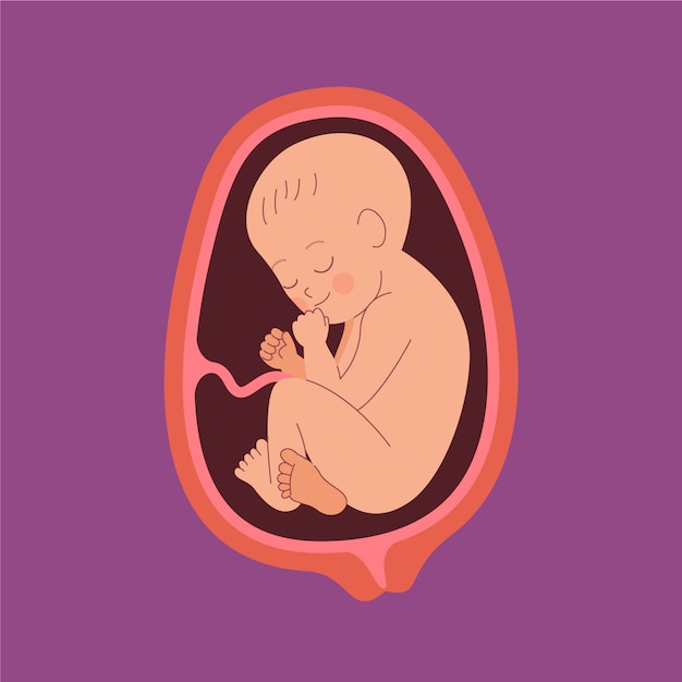 Premium Vector Hand drawn fetus illustration