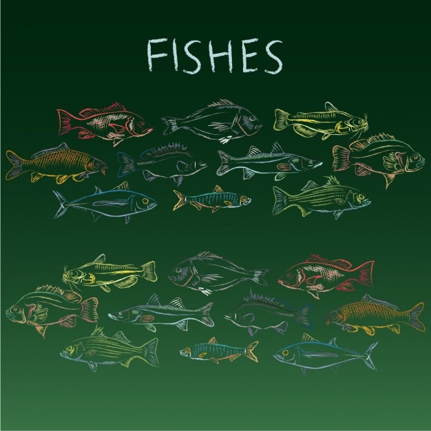 Hand drawn fishes collection