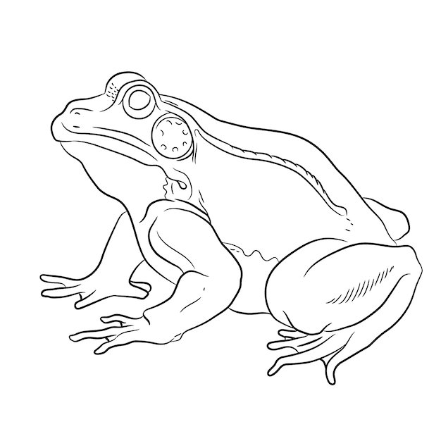 Free Vector | Hand drawn flat design frog outline