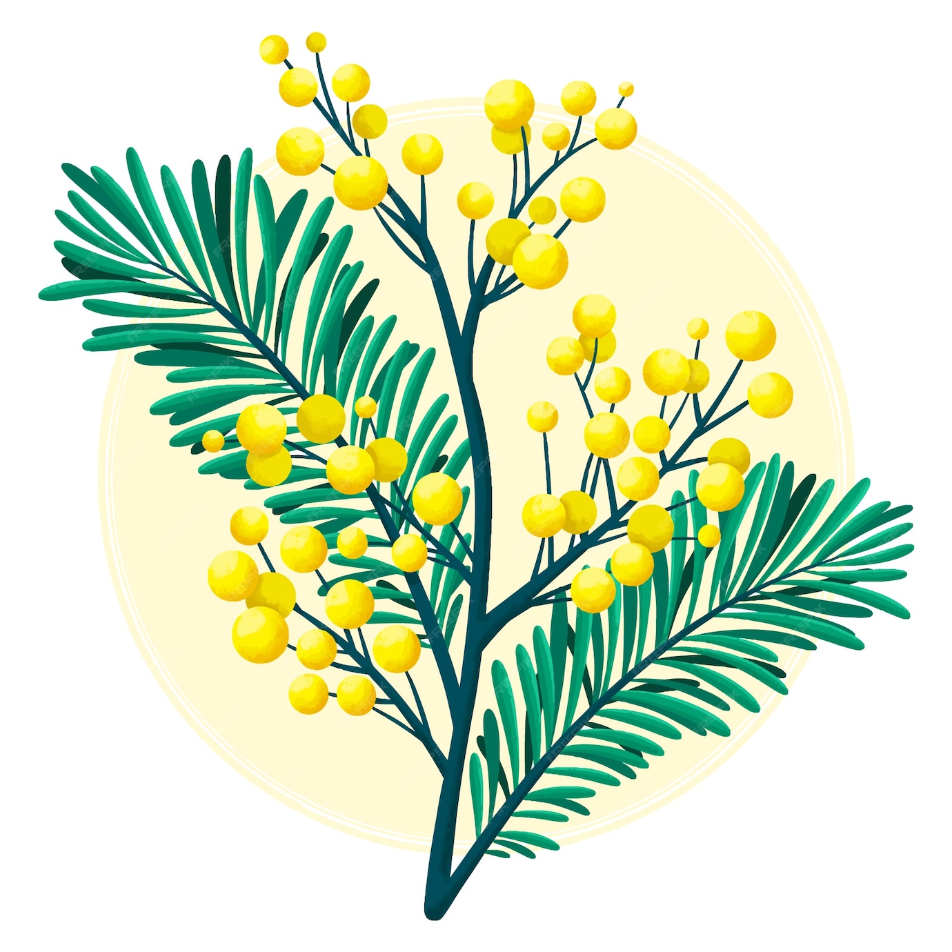 Premium Vector Hand drawn flat design mimosa flower illustration