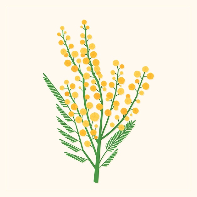 Premium Vector | Hand drawn flat design mimosa illustration