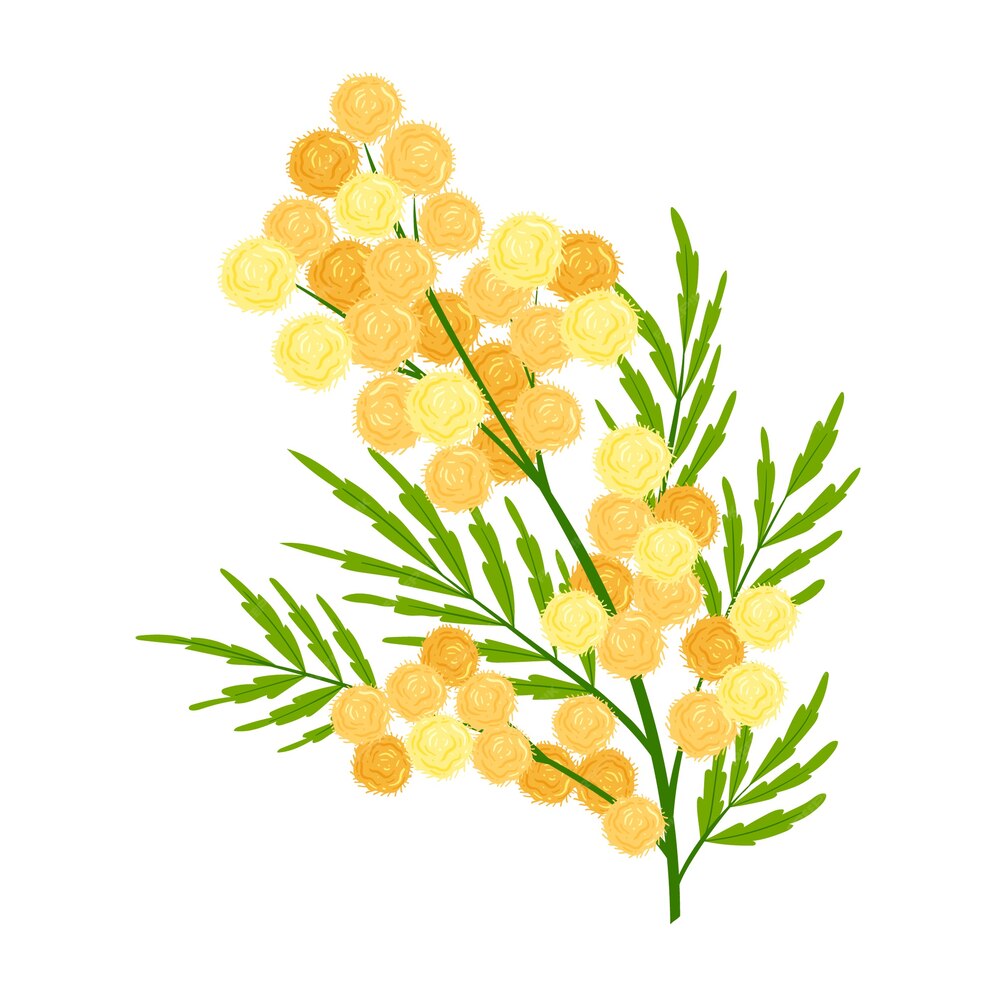 Free Vector | Hand drawn flat design mimosa illustration