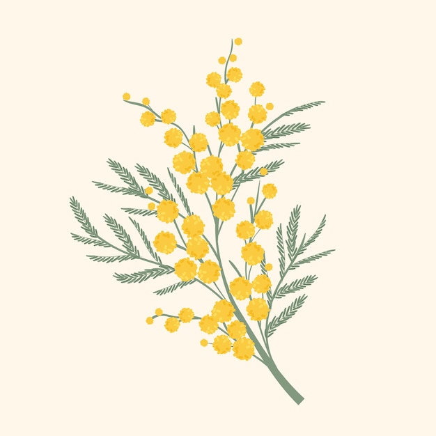 Premium Vector | Hand drawn flat design mimosa illustration