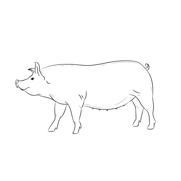 Premium Vector | Hand drawn flat design pig outline