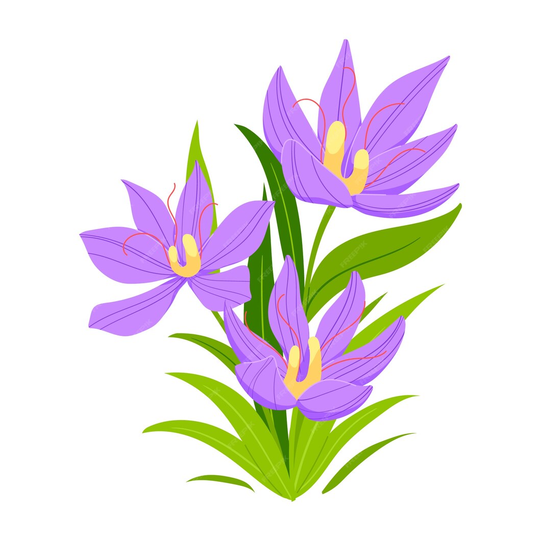 Free Vector | Hand drawn flat design saffron illustration