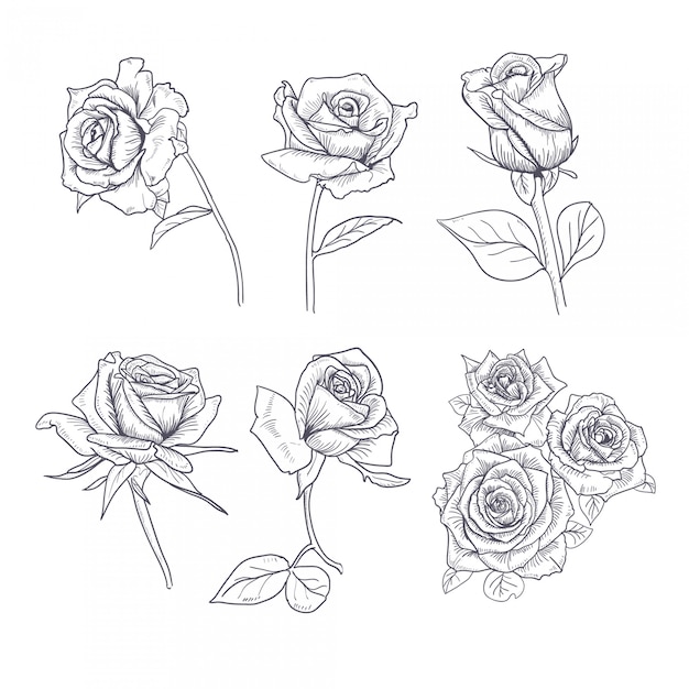 Download Hand drawn flower set rose collection Vector | Premium ...