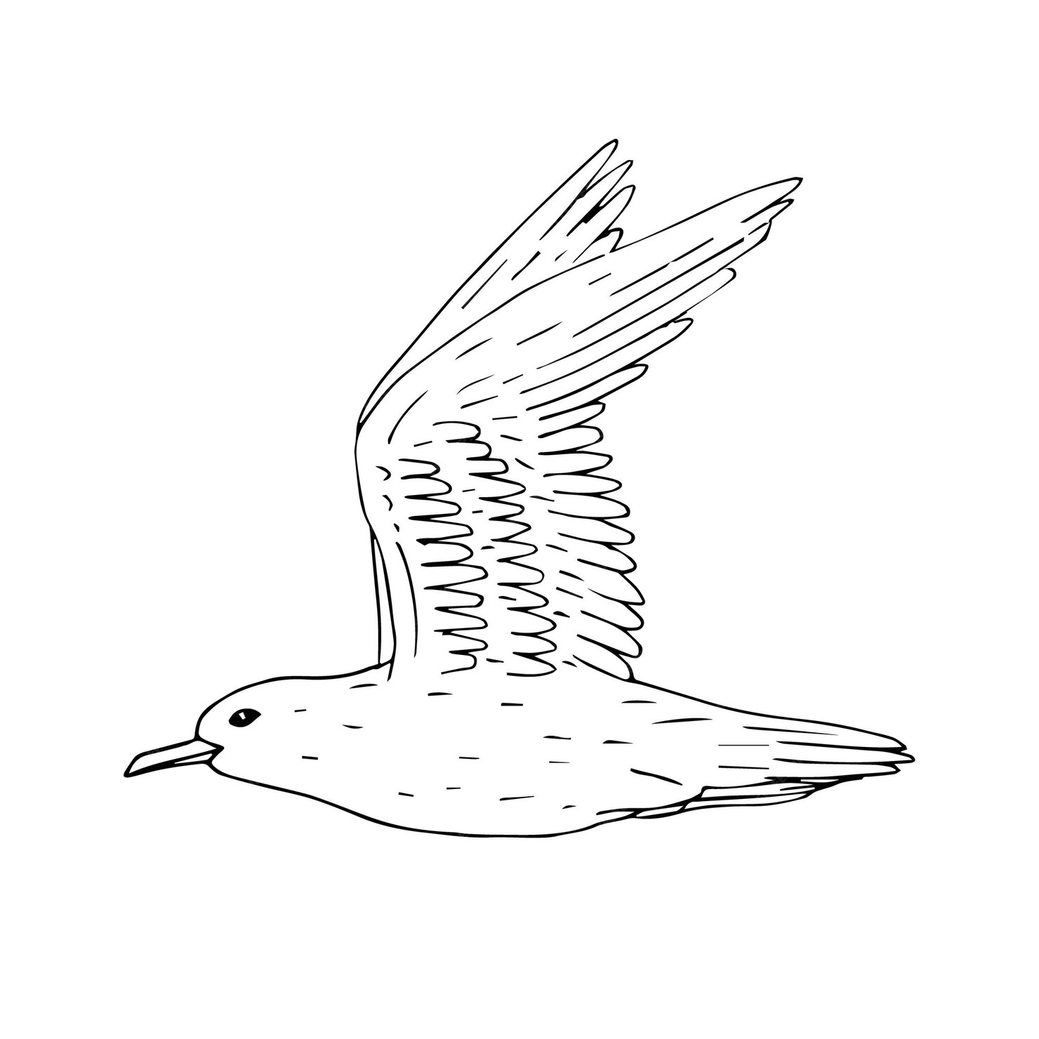 Premium Vector | Hand drawn flying sea gull isolated on white background