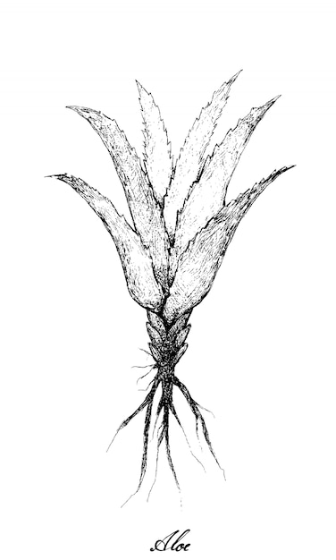 Hand drawn of fresh aloe vera plants | Premium Vector