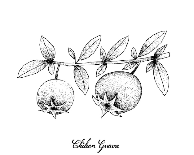 Featured image of post How To Draw Guava Fruit Step By Step Pdf canning fruits and fruit spreads step by step guide to home canning your fruit and fruit download online