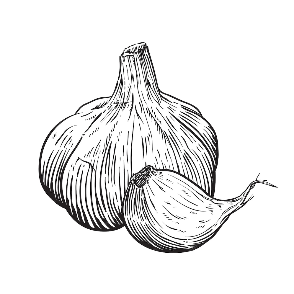 Premium Vector Hand drawn garlic illustration