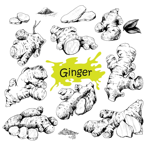 Hand drawn ginger set Premium Vector