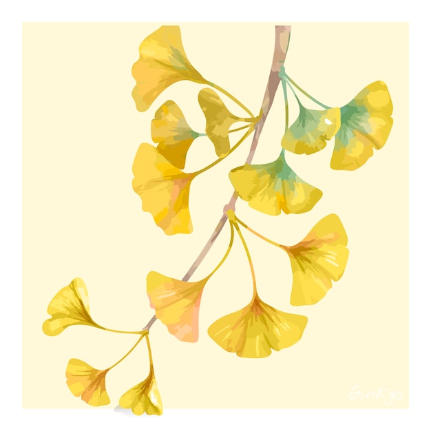 手描きのイチョウの花のイラスト プレミアムベクター