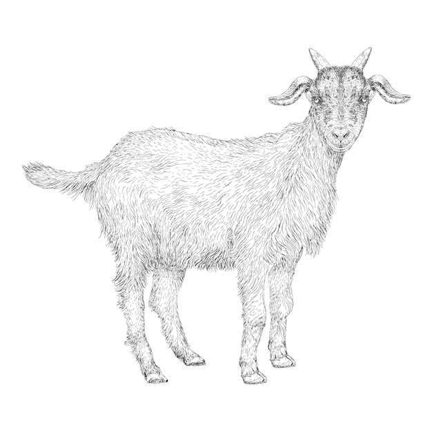 手描きのヤギのイラスト プレミアムベクター