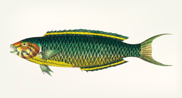 Premium Vector | Hand drawn of green-yellow fish