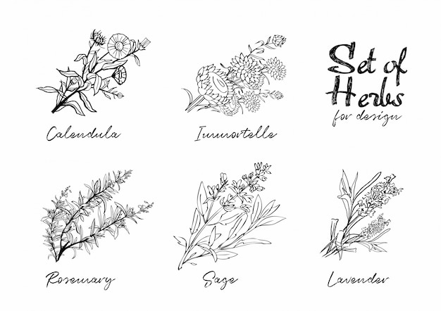 Premium Vector | Hand drawn herbs set