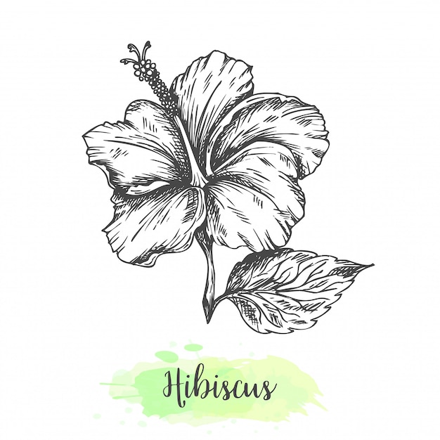 手描きのハイビスカスの花 熱帯の花のビンテージスタイルのスケッチのベクトル図ビスサップハーブティーkarkadeのアウトラインデザイン プレミアムベクター