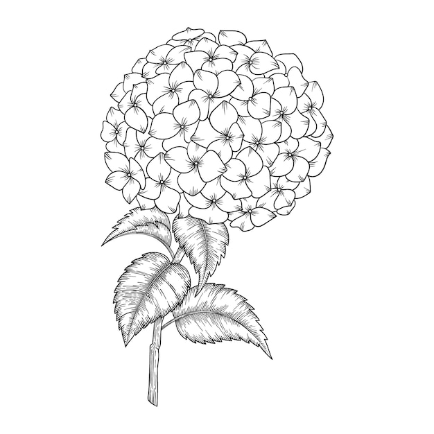 手描きのアジサイの花と葉のイラストを描きます プレミアムベクター