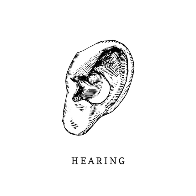 Premium Vector Hand drawn icon of human sense of hearing in engraved