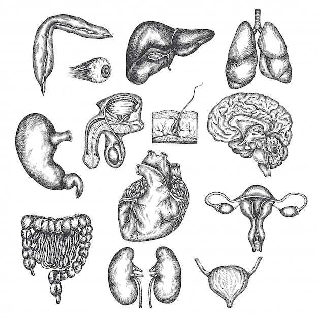Hand Drawn Illustration Of Human Organs Internal Organ Skin And Eye
