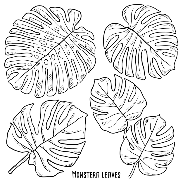 Premium Vector | Hand drawn illustration of monstera leaves