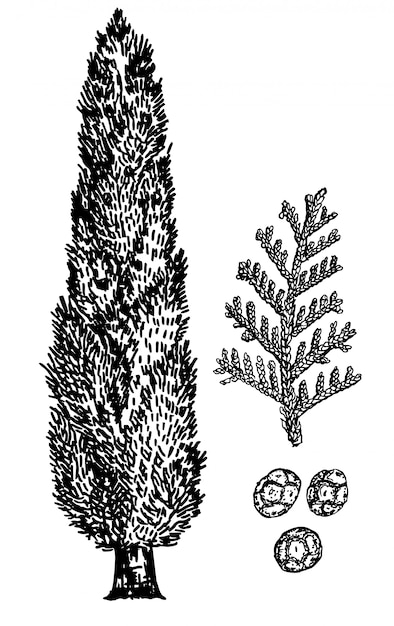 プレミアムベクター 糸杉の手描きイラスト ヒノキ ヒノキの葉と種子 ビンテージスケッチスタイル