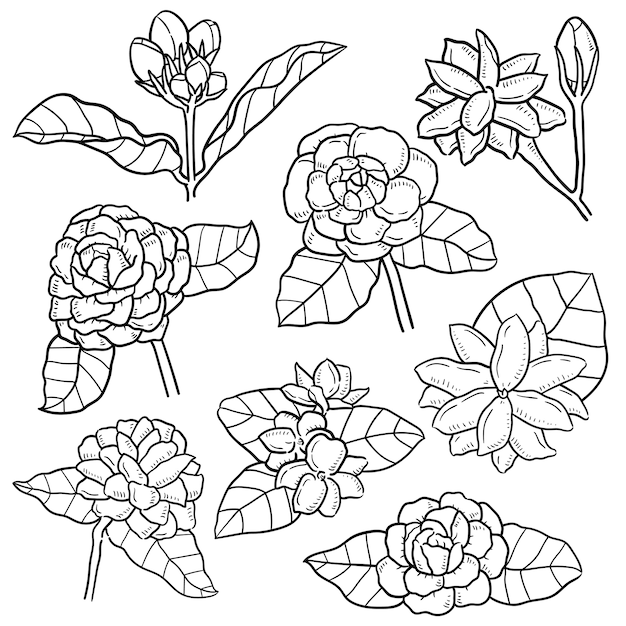 ジャスミンの葉の花の手描きのイラスト プレミアムベクター