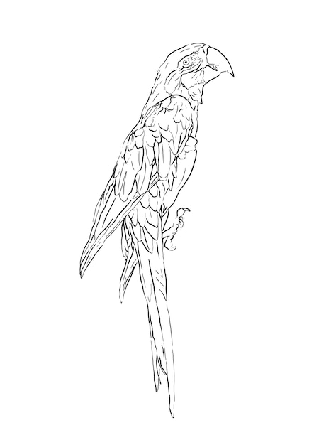 新しいコレクション 鳥 イラスト リアル 鉛筆 Freepixblog きれ いな手描きイラスト 鉛筆